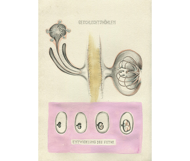 Above: sexual cavity – left = male; right = female; below: development of the foetus